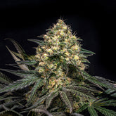 Super Glue Seeds